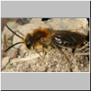 Andrena haemorrhoa - Sandbiene m01 11mm.jpg